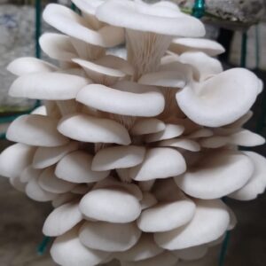 Fresh Organic Oyster Mushrooms