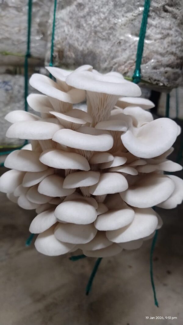 Fresh Organic Oyster Mushrooms